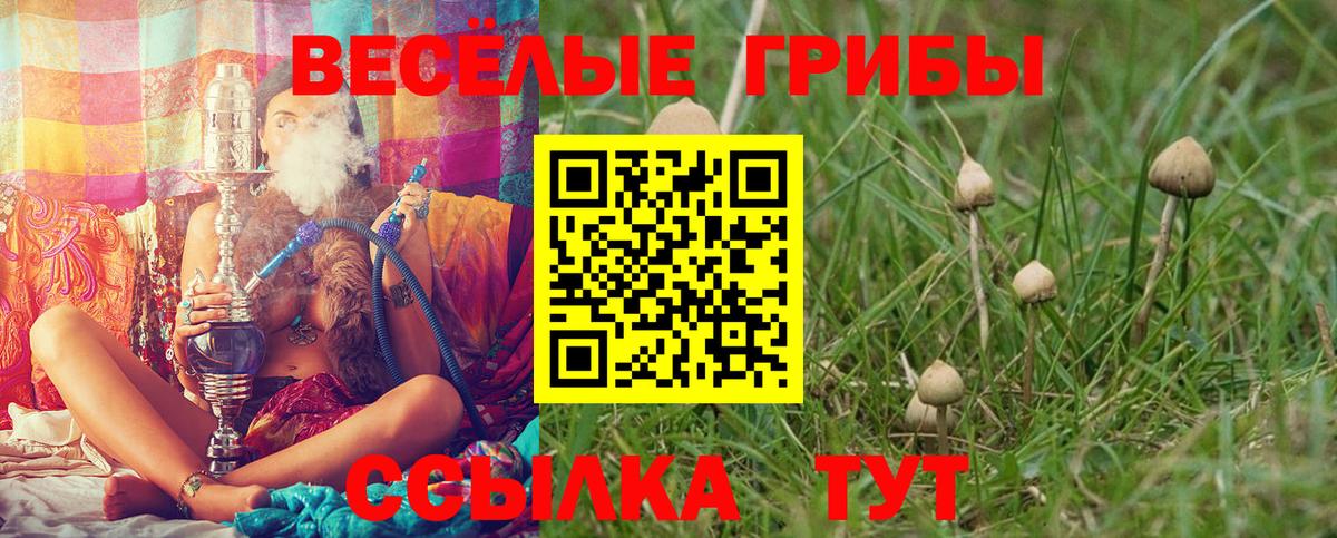 Псилоцибиновые грибы Cubensis Волжск